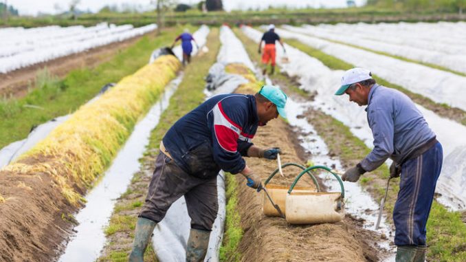workers in the farm during harvesting white asparagus