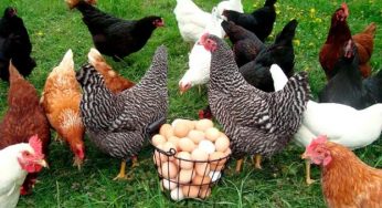 Виробництво та експорт продукції птахівництва може скоротитися