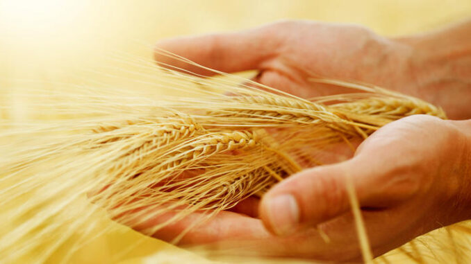 Wheat Ears In The Hands. Harvest Concept
