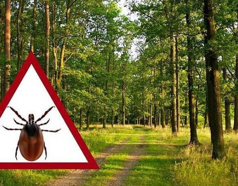 Кліщі атакують: прості способи захистити себе та дітей