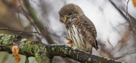 У Чорнобильському заповіднику помітили найменшу в Україні сову