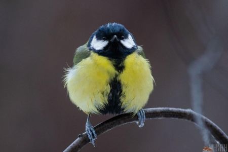 Тепла не чекайте: сьогодні лише в одній області буде вище +10°