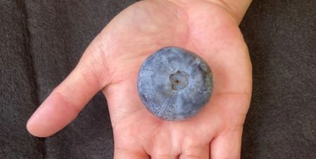 Ягода-рекордсменка: фермери виростили найбільшу лохину в історії (фото)