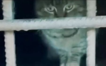 У Києві котів замордували в підвалі: поліцію звинувачують в бездіяльності