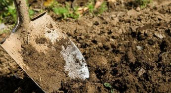 Секрети досвідчених дачників: як відновити родючість ґрунту після зими