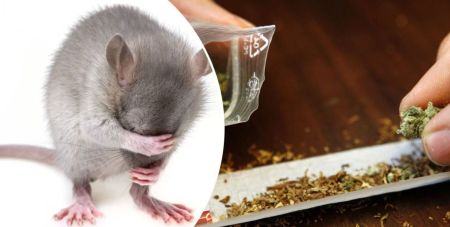 Вони всі під кайфом: щури-рецидивісти з’їли марихуану і напаскудили на столи поліцейських