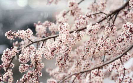 Прогноз погоди на квітень 2024 року: що очікувати цієї весни