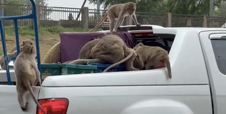 У Таїланді зграя мавп пограбувала автомобіль, що перевозив апельсини (відео)