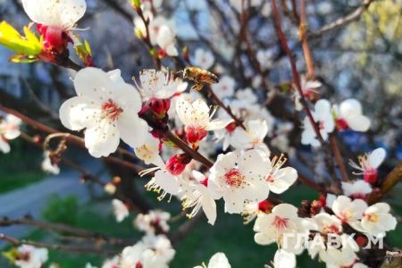 Без опадів, до 25° тепла: прогноз погоди на 9 квітня