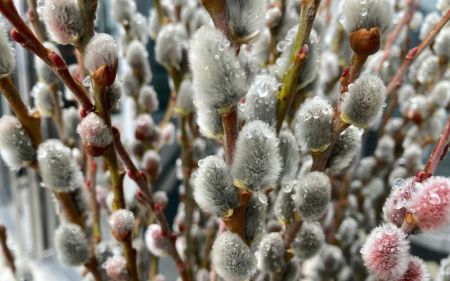 Коли буде Вербна неділя 2024 року: чи змінилася дата через новий календар, традиції свята