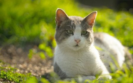 Температура повітря до +26°: якою буде погода в Україні 10 квітня