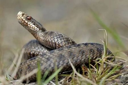 На Львівщині змії покусали двох людей: як убезпечити себе від нападу плазунів