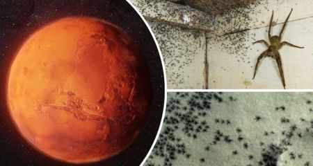 На Марсі виявили навалу павуків: астрономи впевнені – фото не підробка