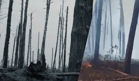 Апокаліптичні кадри: у МВС показали, який сьогодні вигляд має Серебрянський ліс