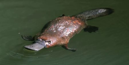 Названо тварину, яка століттями живе без шлунка: хто це такий
