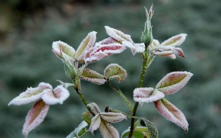 На Україну чекають заморозки: прогноз погоди на 13 травня