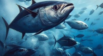 Вчені виявили ртуть в одній із найбільш споживаних у світі риб
