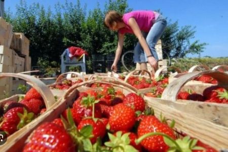 Польща скаржиться на нестачу українців: нема кому робити сезонну роботу