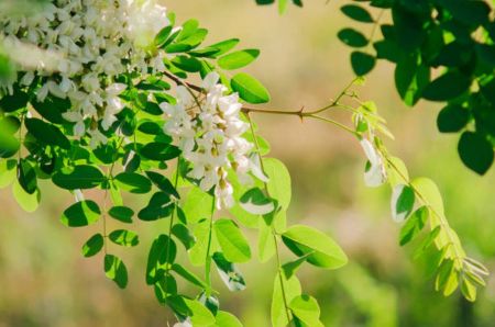 Україну розігріє до +26, подекуди гримітимуть грози: прогноз на початок тижня