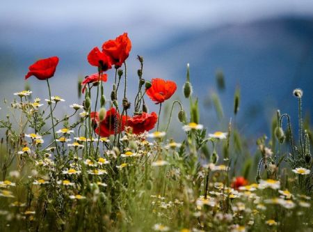 Прогноз погоди на вихідні 1–2 червня: зустрічаємо літо!