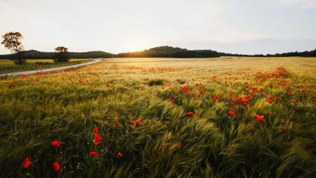 Шквали, сильні грози та спека вище за норму: синоптики розповіли про погоду в червні