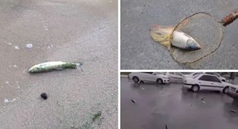 В Ірані після дощу людям на голови почала падати жива риба
