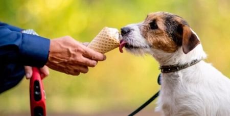 Як врятувати від спеки своїх котів, собак та інших улюбленців: топ-5 порад експерта