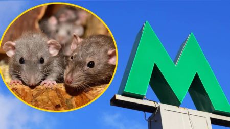 У Києві на одній зі станцій метро помітили щурів: відео