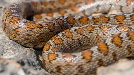 “Куди мама дивиться?”: у Дніпрі помітили величезну змію, її гладили діти (відео)