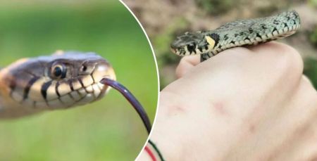 Залізла у пральну машинку: у Києві змія сховалась в квартирі