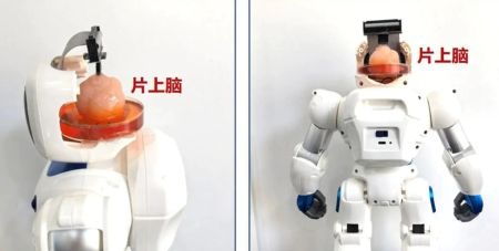 Учені створили робота з мозком зі стовбурових клітин людини: що з цього вийшло (фото)