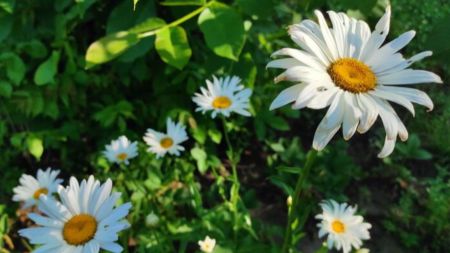 Без опадів, переважно до 34° тепла: прогноз погоди на 19 липня