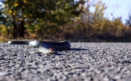 Отруйна змія померла після укусу чоловіка: як це сталося