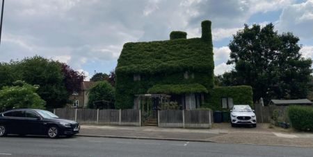 Королівський кущ: рослина вийшла з-під контролю і “захопила” цілий будинок (фото)