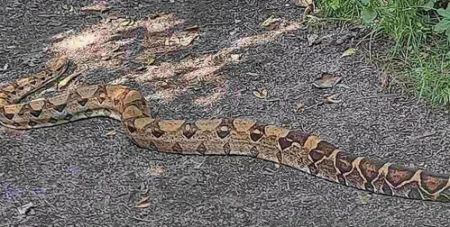 Моторошна зустріч: чоловік несподівано зіткнувся з двометровою змією під час вигулу собак