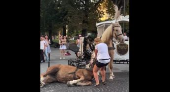 Кінь упав і не міг встати: у центрі Львова заборонили карети з кіньми після скандалу (відео)