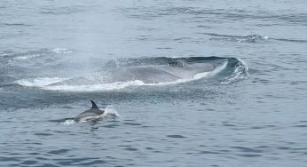Японія оголосила полювання на морських гігантів, що зникають: одну найбільшу тварину на Землі вже вбито