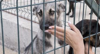 Південна Корея нарешті заборонила собаче м’ясо: як туристи описують його смак