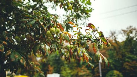 Погода на останній тиждень вересня: де йтимуть дощі та грози, а в яких областях ще буде +30