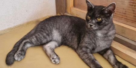 Кішка-вовк: у Карпатах виявили абсолютно нову породу кішок (фото, відео)