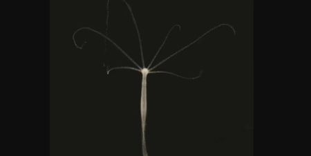 Безсмертна морська істота здатна заражати різними видами раку: вчені стурбовані