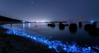 В Одесі почало світитися море: що відбувається (відео)