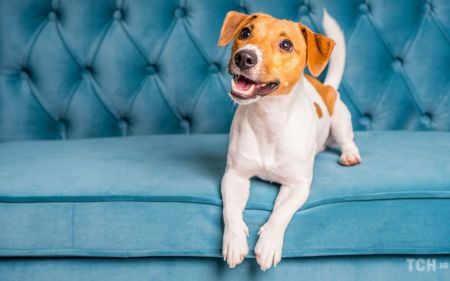 Банкір, чий пес зламав лапу, відсудив 13 тисяч доларів, щоб вилікувати депресію в улюбленця