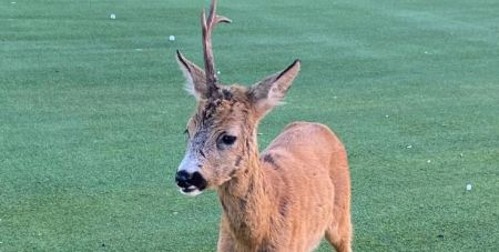 Жінка помітила крихітного “єдинорога”, який спостерігав за нею (фото)