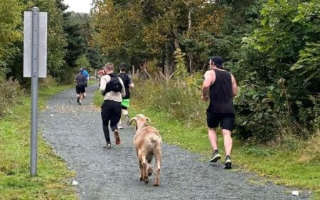 Козел долучився до бігунів на марафоні та виграв медаль – фото