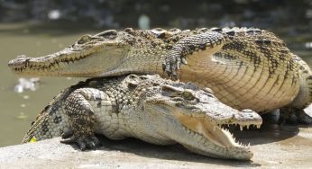 Ураганом у Флориді до будинку принесло живого крокодила: відео