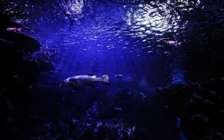 Тривалі підводні місії: учені створили батарею, яка працює на глибині під тиском