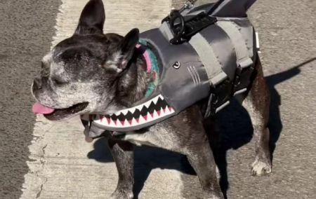 Спробуйте не засміятися. У Нью-Йорку провели парад собак в костюмах на Хелловін (фото)