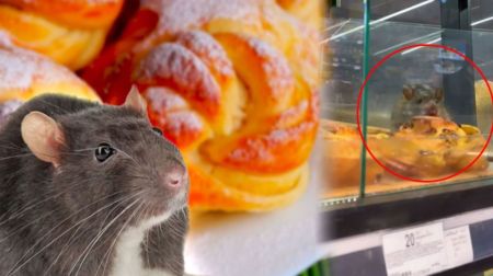 Величезний пацюк їв булочку у супермаркеті Києва: “Рататуй” став зіркою соцмереж