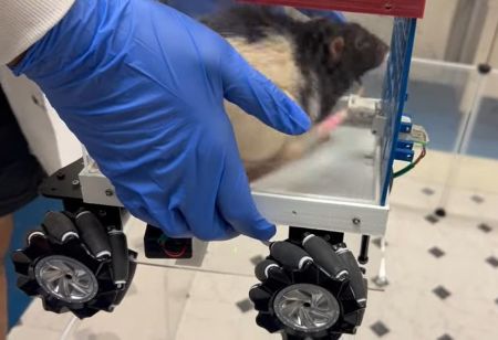 Вчені навчили щурів керувати крихітними автівками (фото)